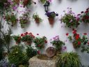 Patios de Cordoue