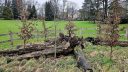 Hobuch op der Kinnekswiss