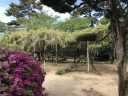 Shoin Shrine