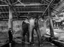 Bangkok Elephant Ethical Sanctuary (Living Green)